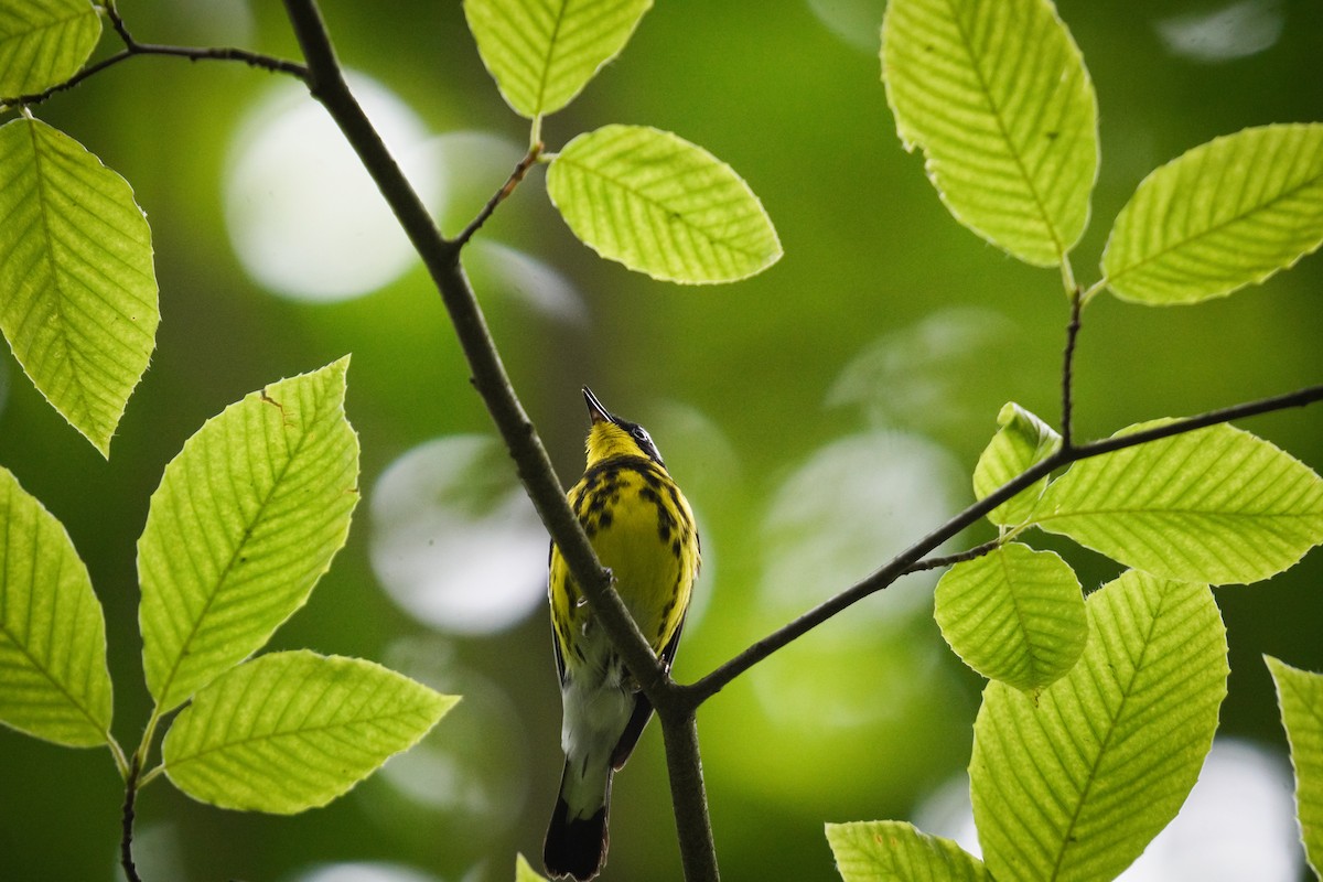 Magnolia Warbler - ML638186531