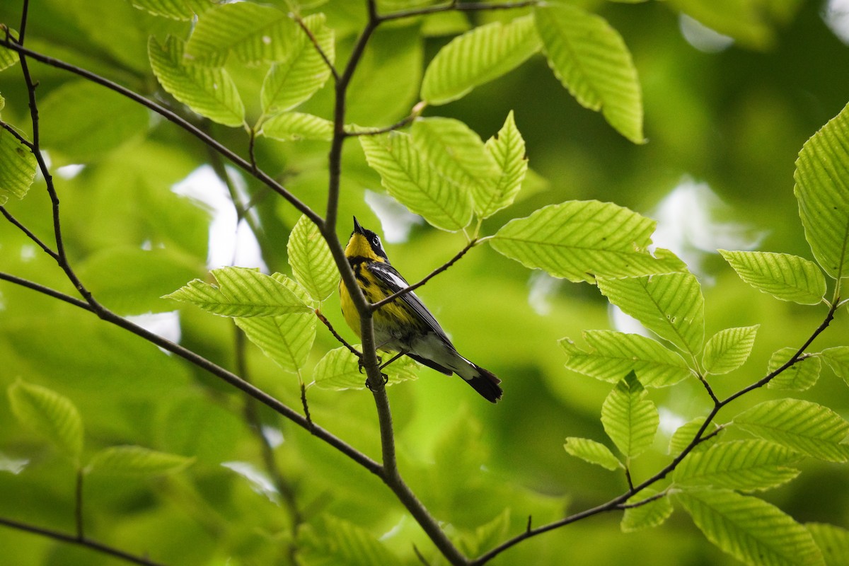 Magnolia Warbler - ML638186532