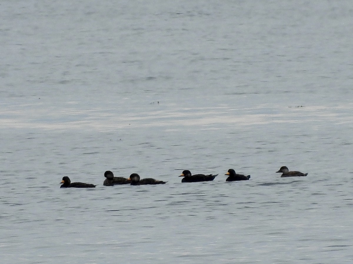 Black Scoter - ML638186538