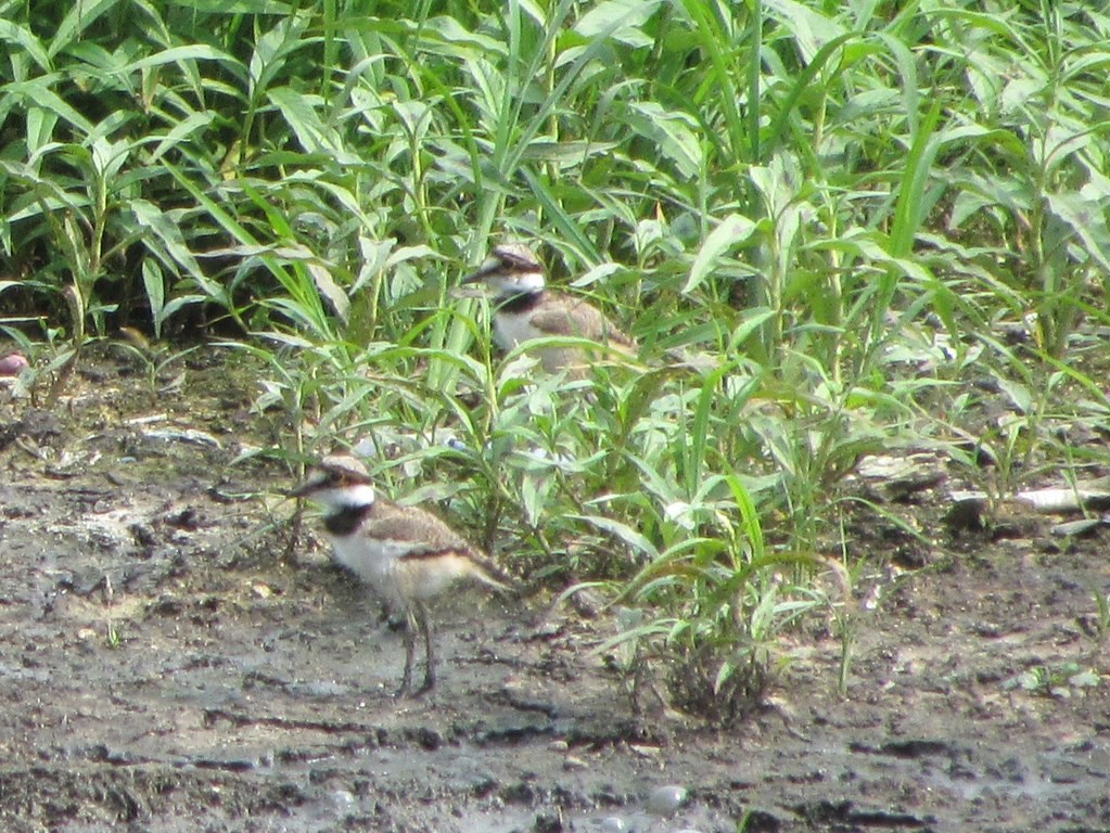 Killdeer - ML638186552