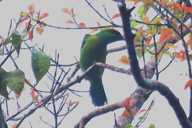 Yellow-crowned Barbet - ML638186564