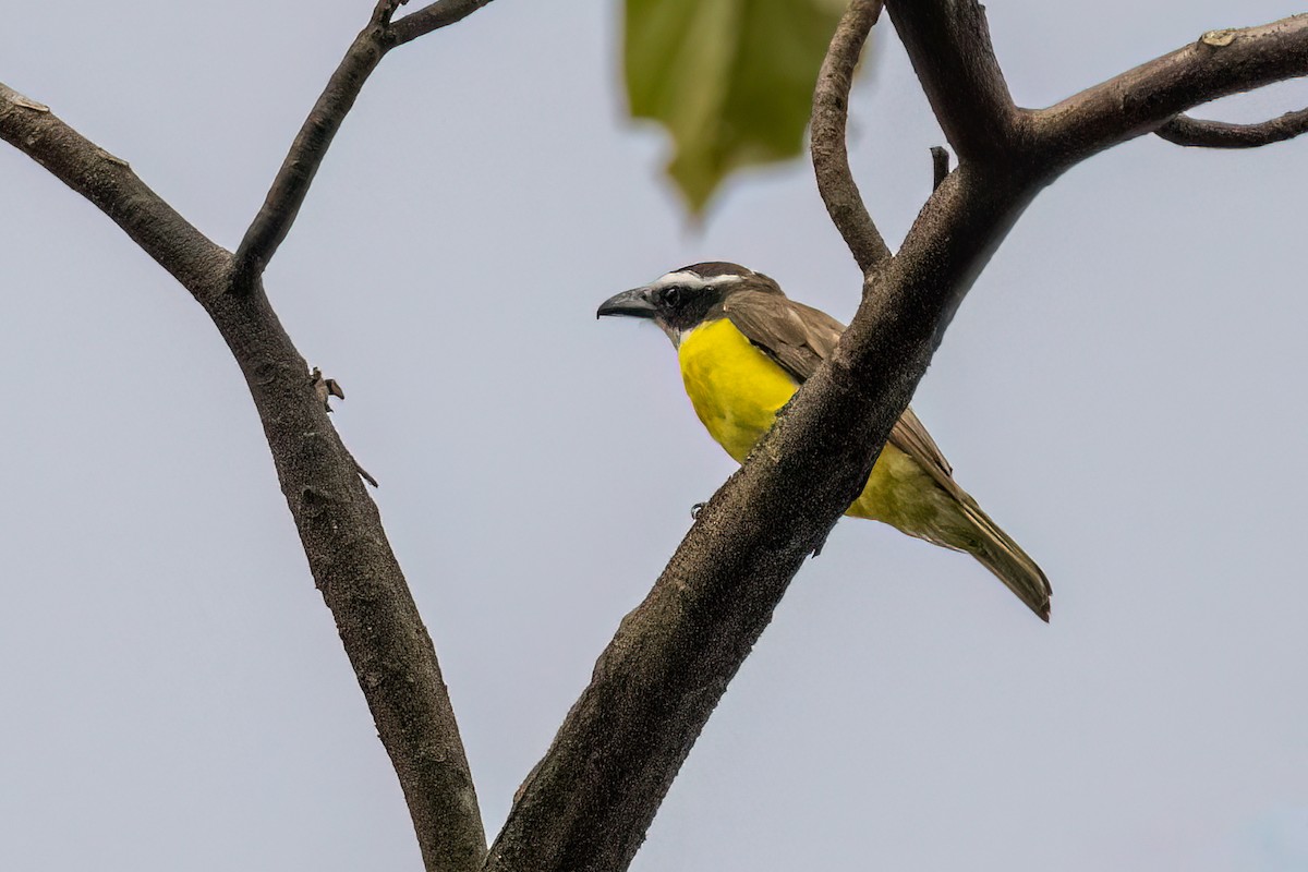 Boat-billed Flycatcher - ML638186566