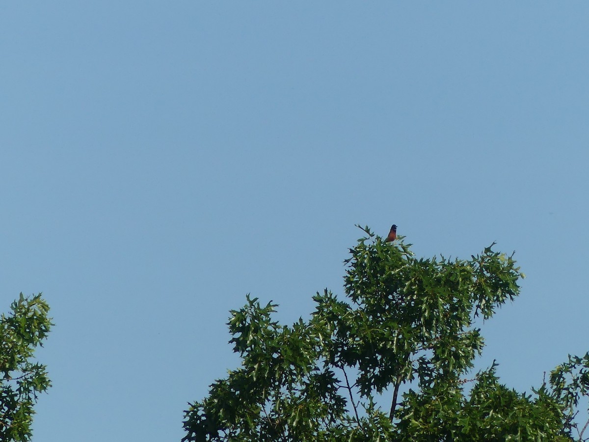 Orchard Oriole - ML638186574