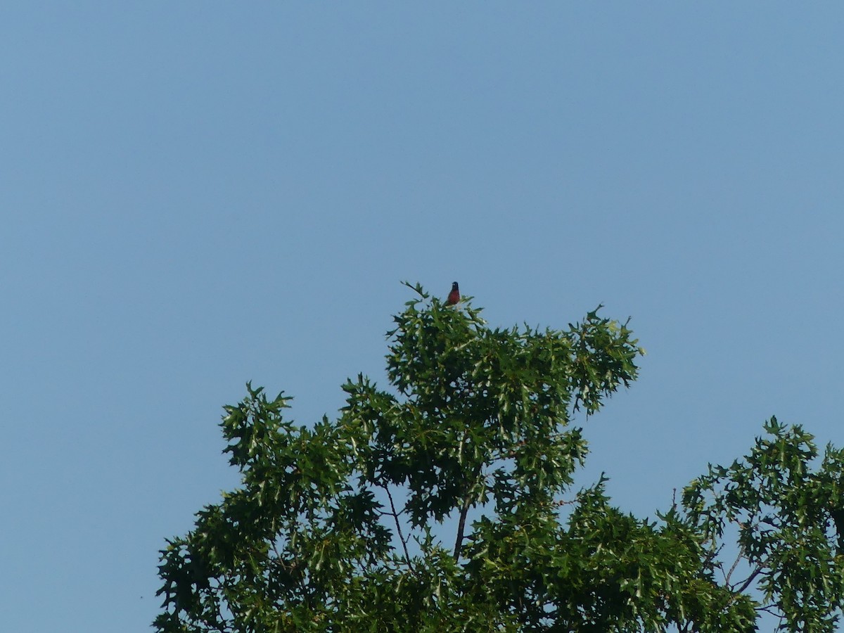 Orchard Oriole - ML638186575