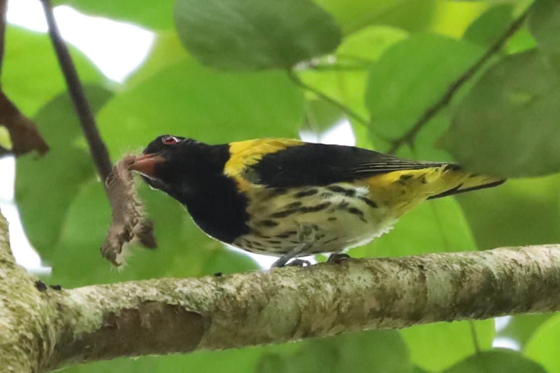 Dark-throated Oriole - ML638186589