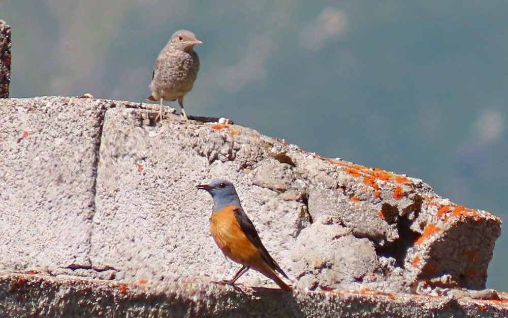 Roquero Rojo - ML638186617