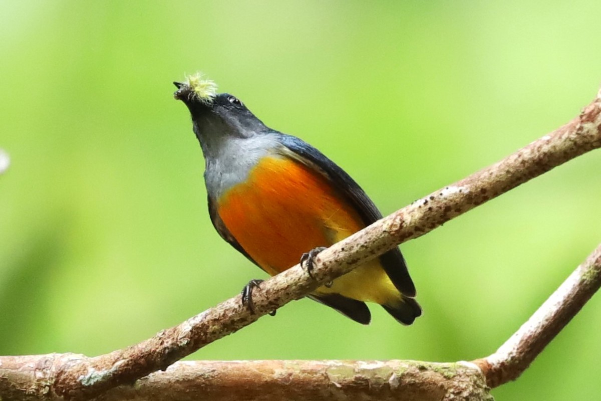 Orange-bellied Flowerpecker - ML638186620