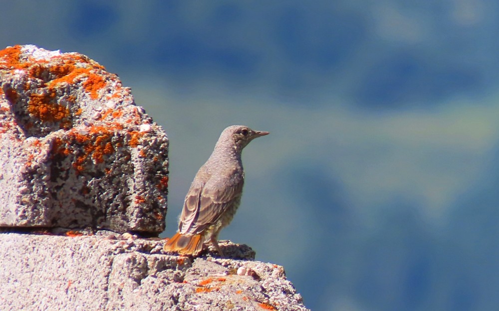 Roquero Rojo - ML638186625