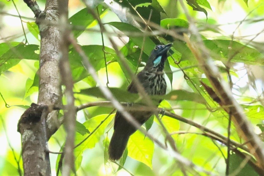 Chestnut-rumped Babbler - ML638186644