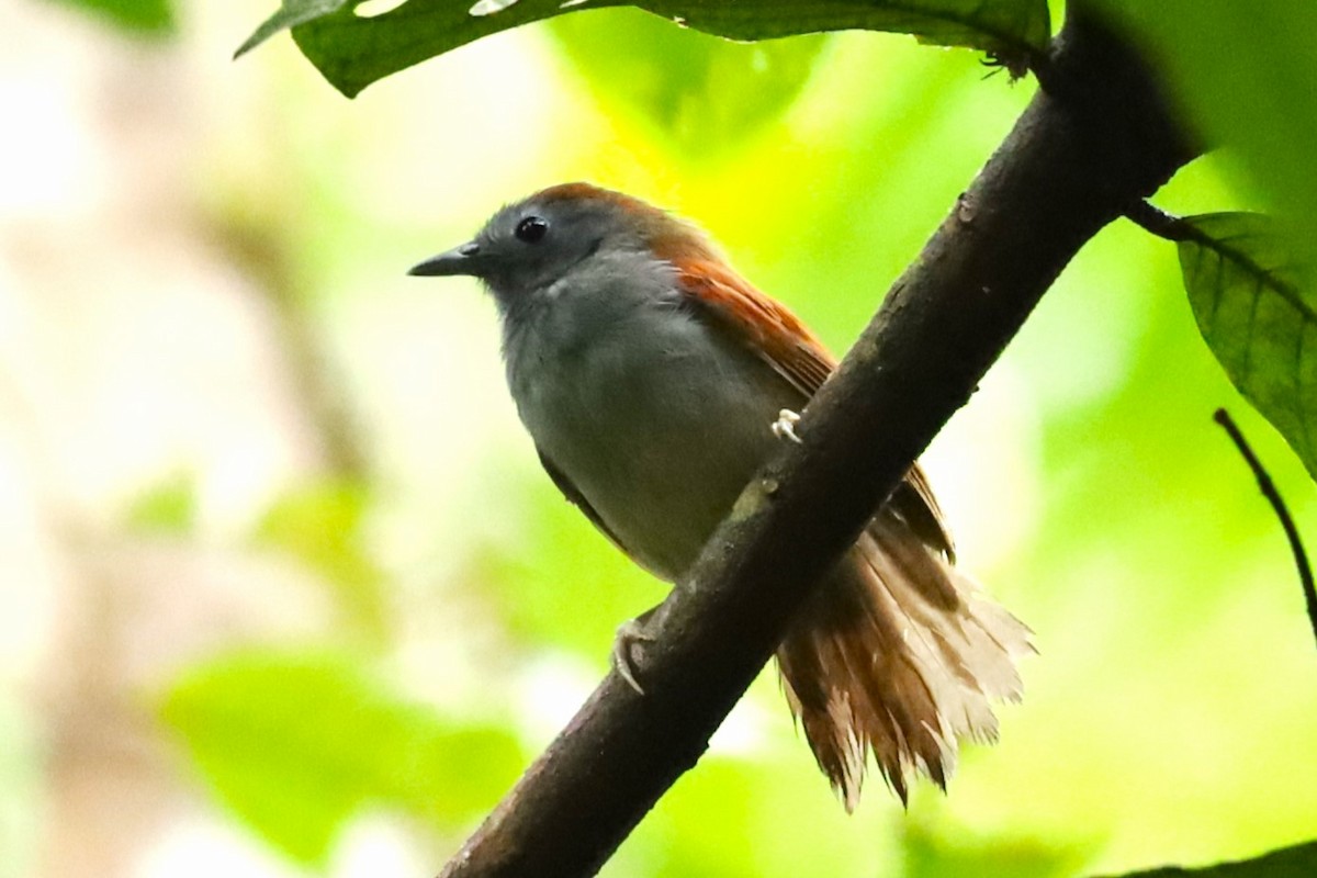 Chestnut-winged Babbler - ML638186661