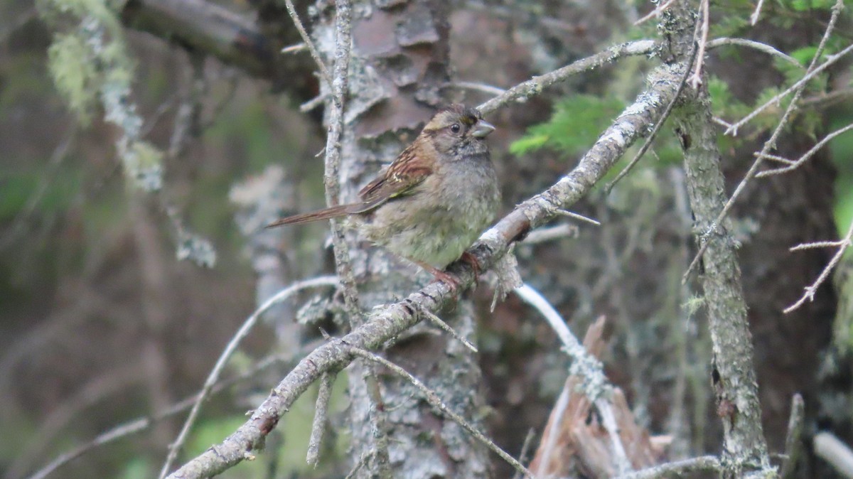 White-throated Sparrow - ML638186678