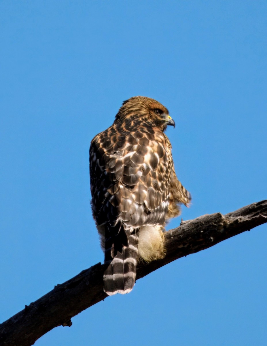 Red-shouldered Hawk - ML638186719