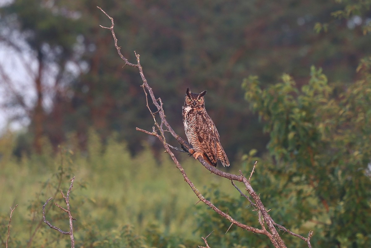 Great Horned Owl - ML638186720
