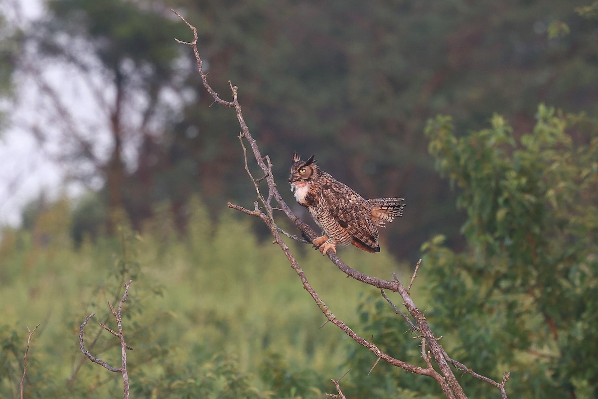 Great Horned Owl - ML638186721