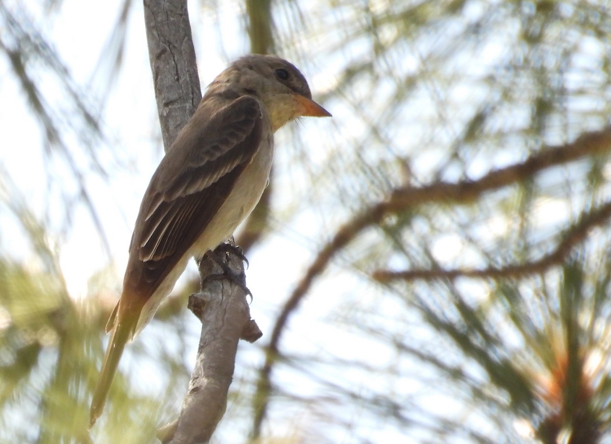 Western Wood-Pewee - ML638186744