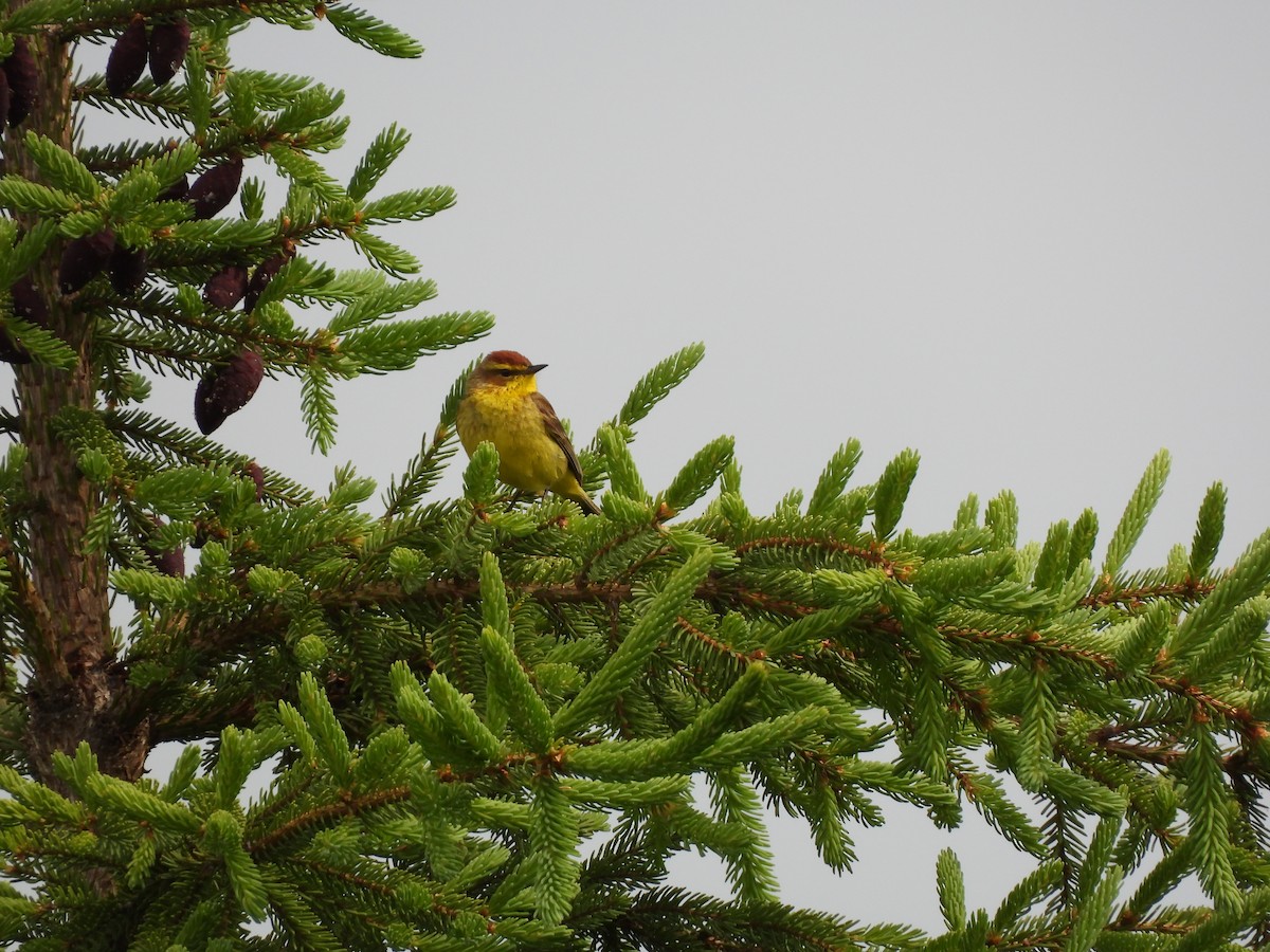 Palm Warbler - ML638186747