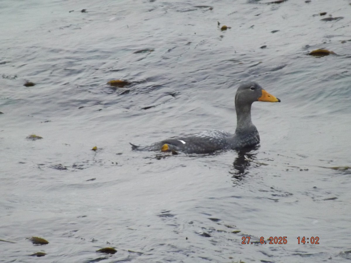 Flightless Steamer-Duck - ML638186753