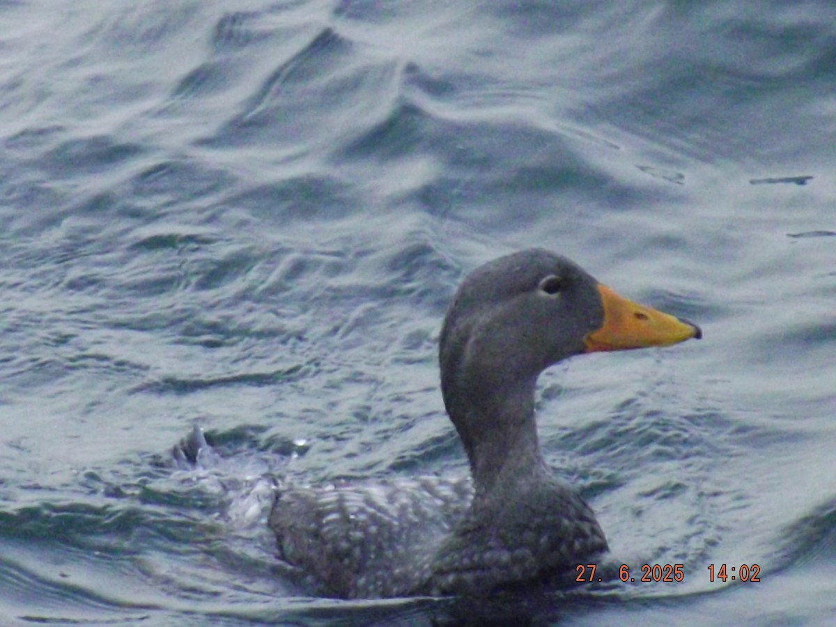 Flightless Steamer-Duck - ML638186754