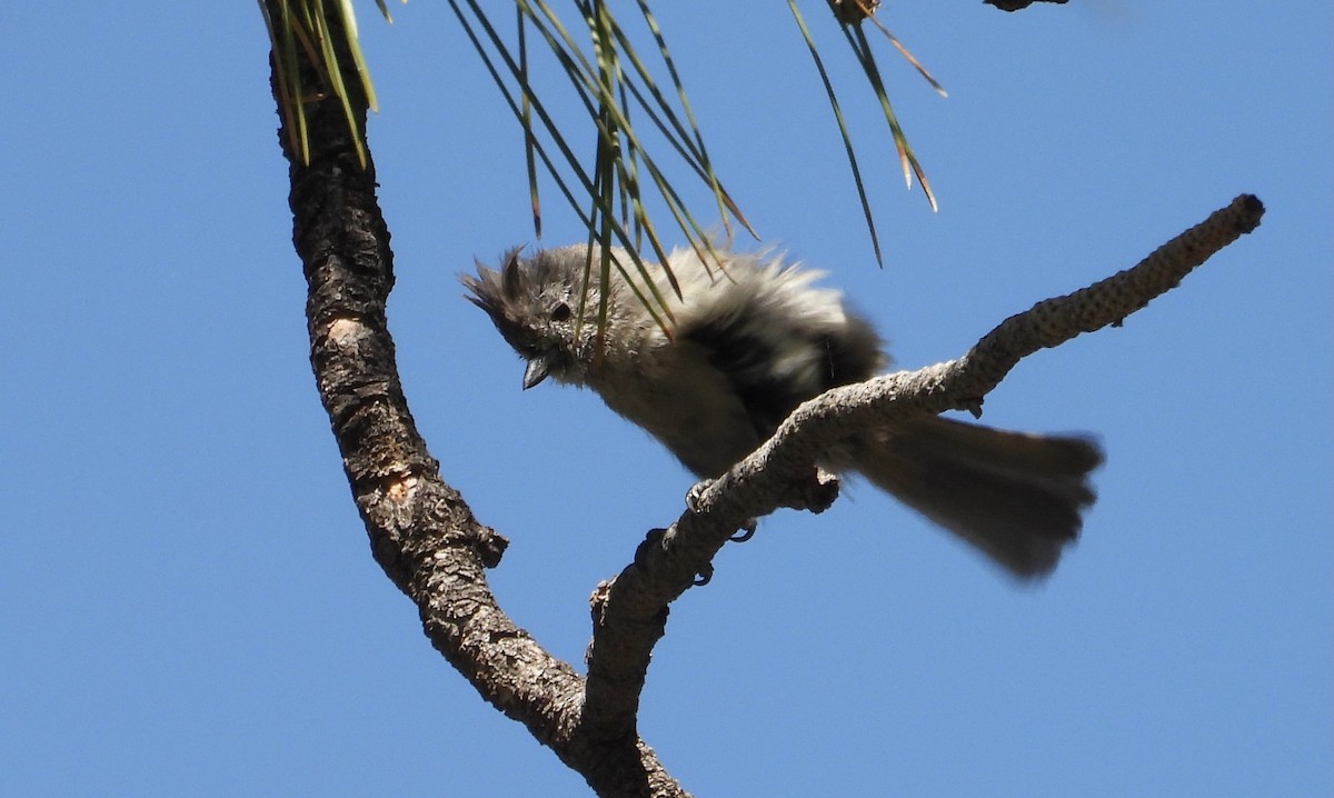 Juniper Titmouse - ML638186757