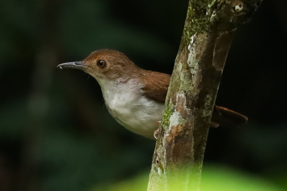 White-chested Babbler - ML638186768