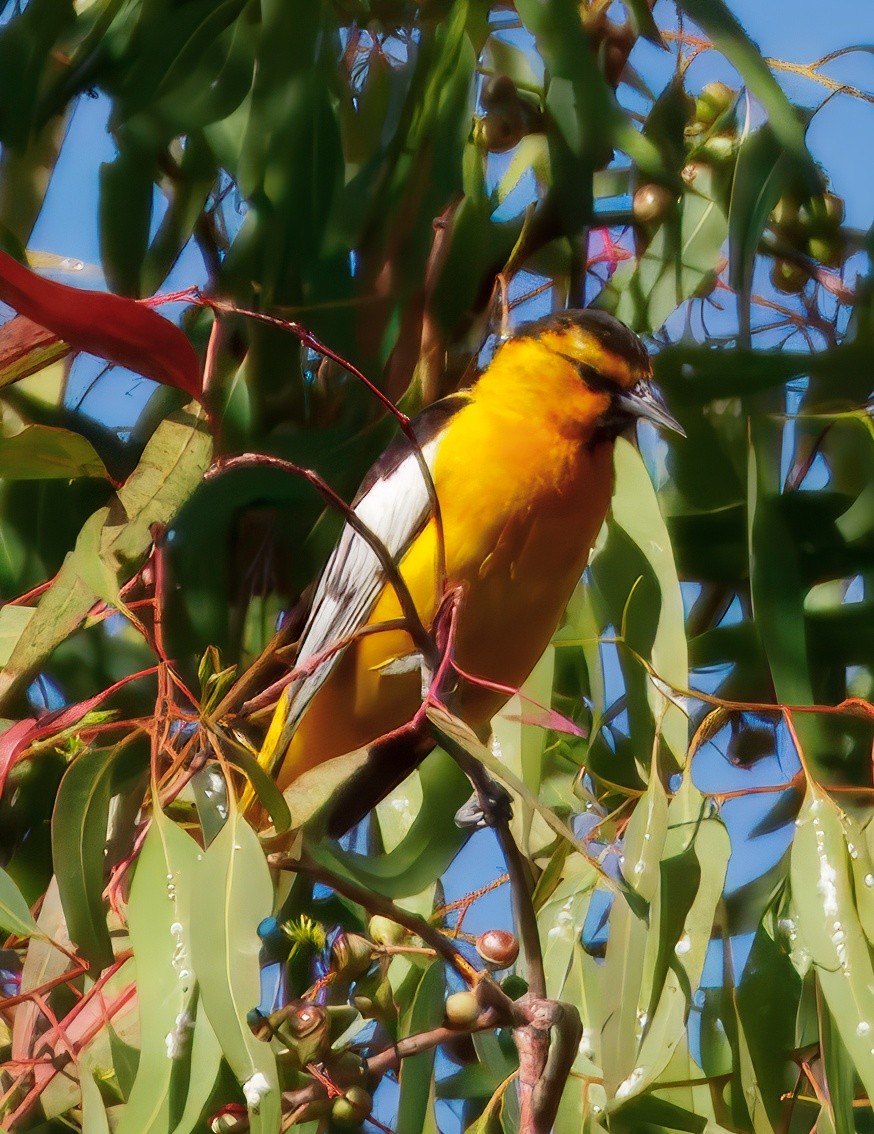 Bullock's Oriole - ML638186770