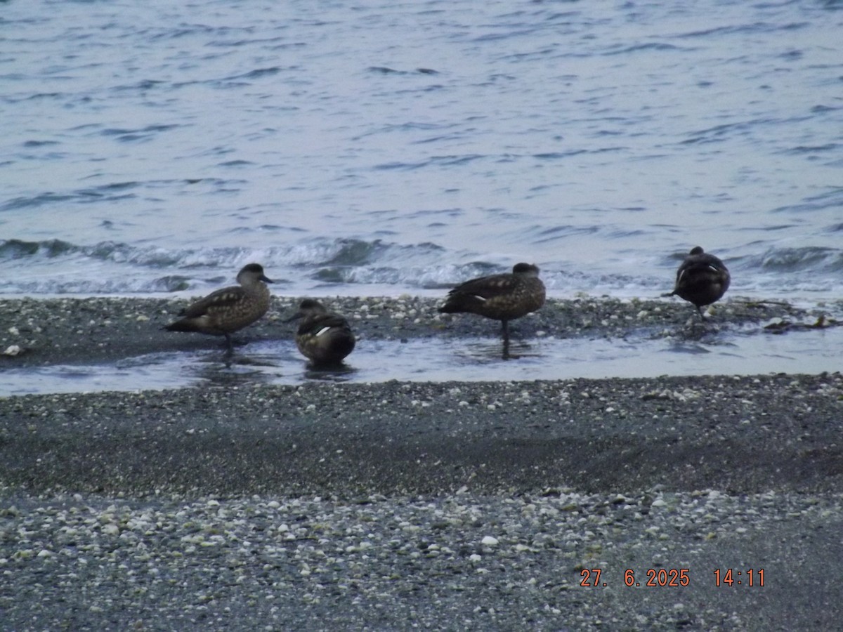 Crested Duck - ML638186775