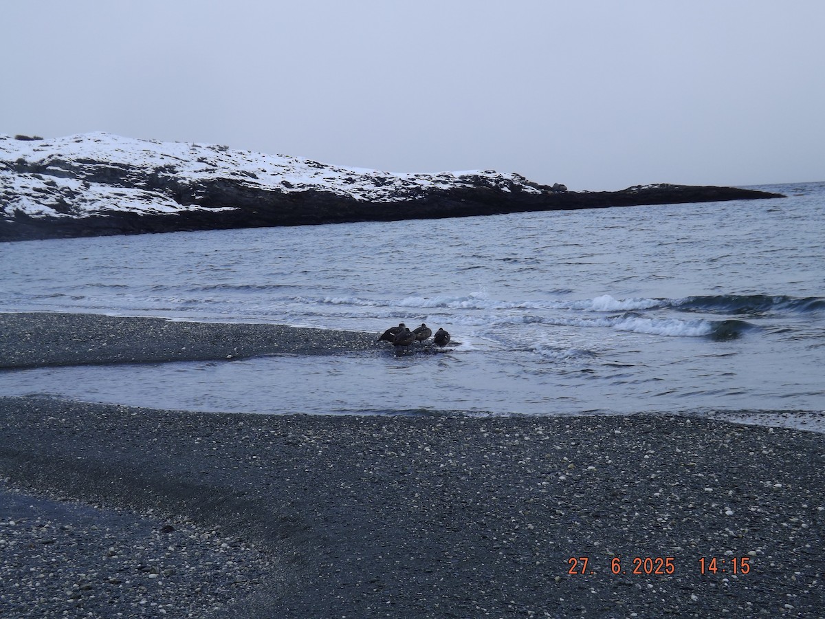 Crested Duck - ML638186777