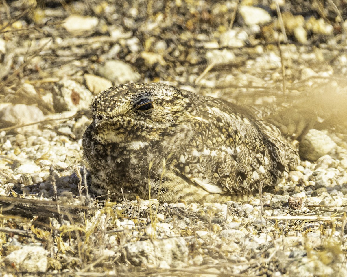 Common Poorwill - ML638186778