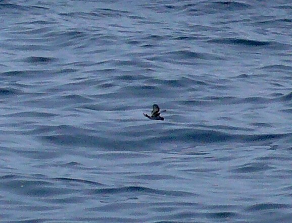 Fork-tailed Storm-Petrel - ML638186790