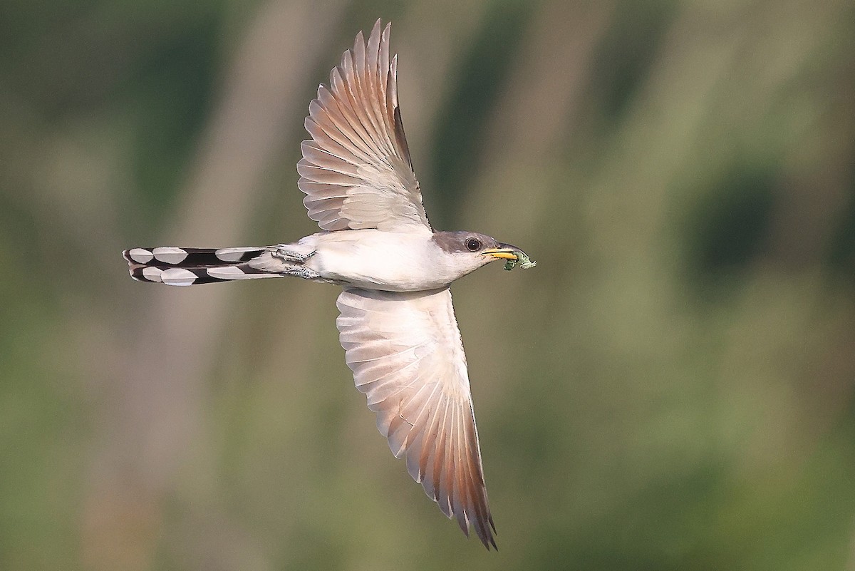 Yellow-billed Cuckoo - ML638186792