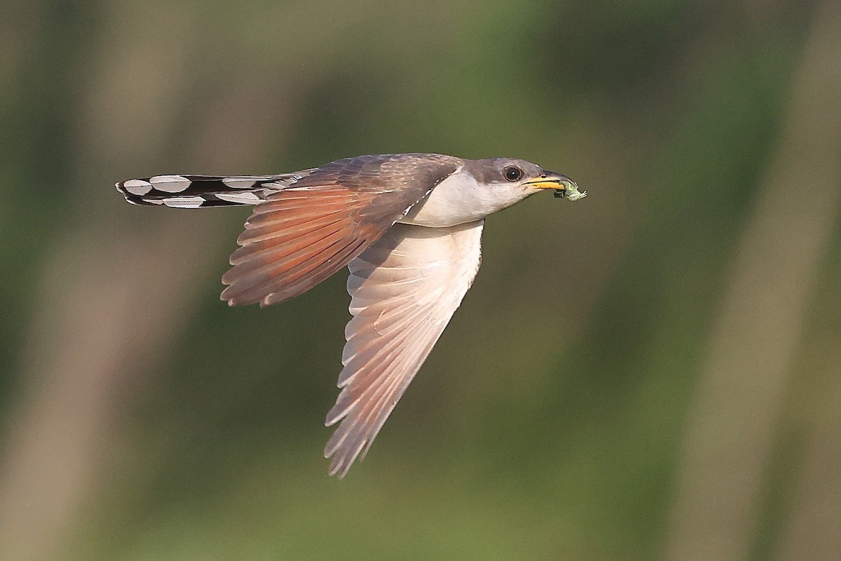 Yellow-billed Cuckoo - ML638186802
