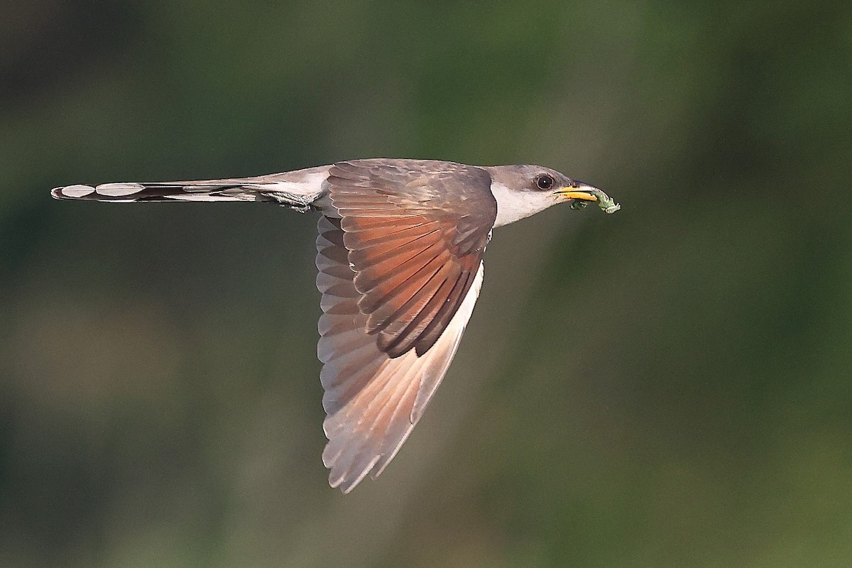 Yellow-billed Cuckoo - ML638186809