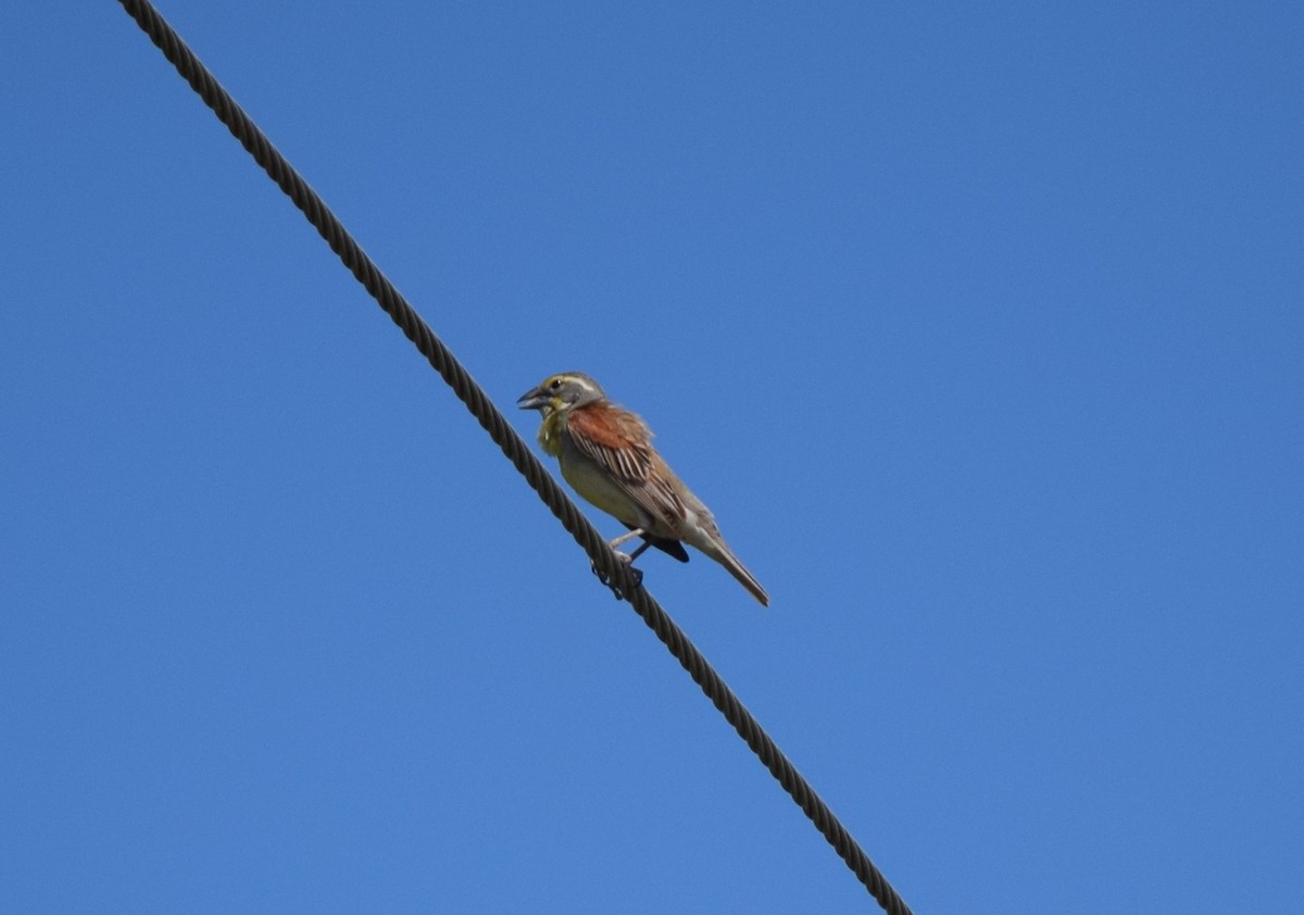 Овсянковый кардинальчик - ML638186822