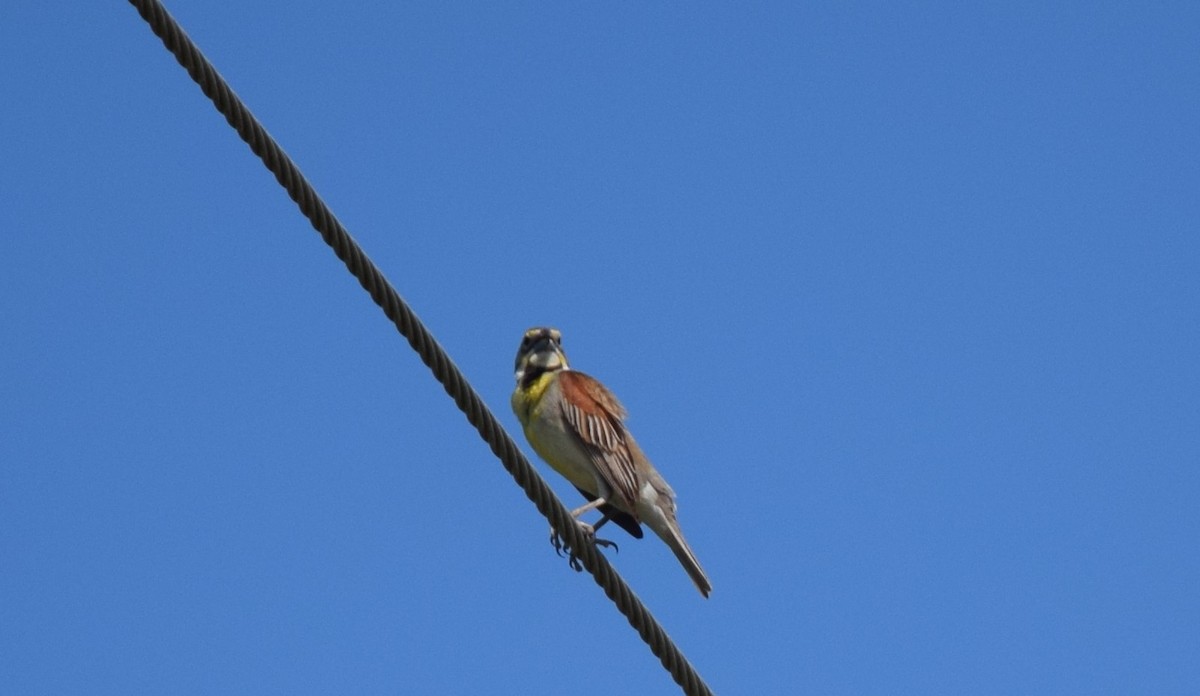 Овсянковый кардинальчик - ML638186832