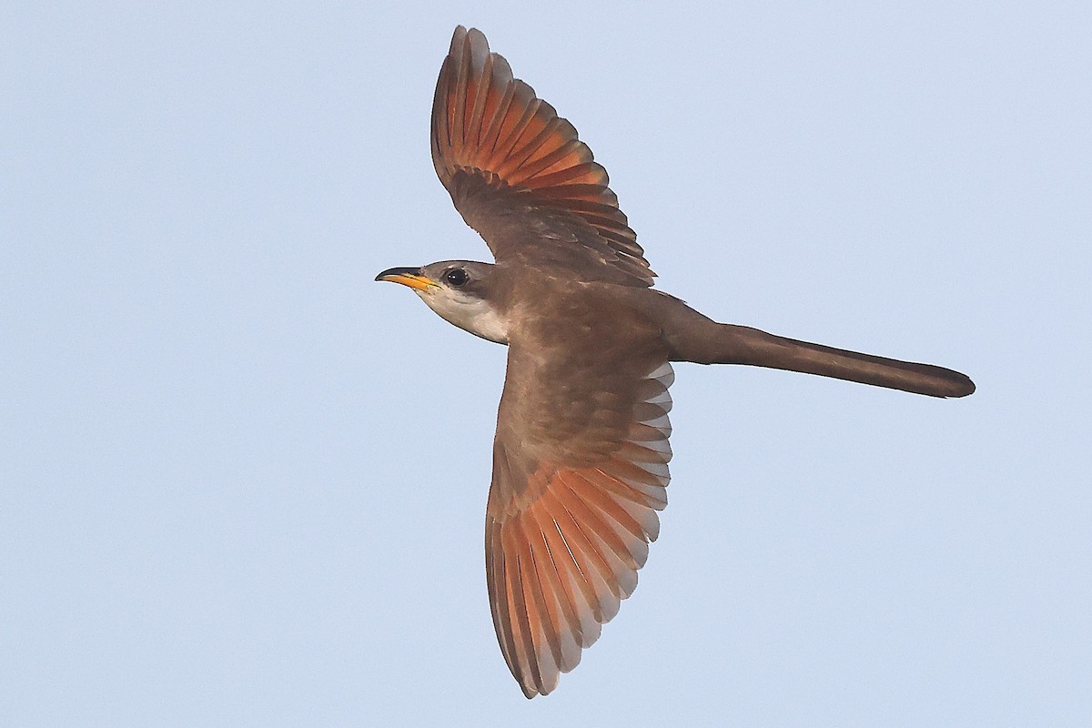 Yellow-billed Cuckoo - ML638186842