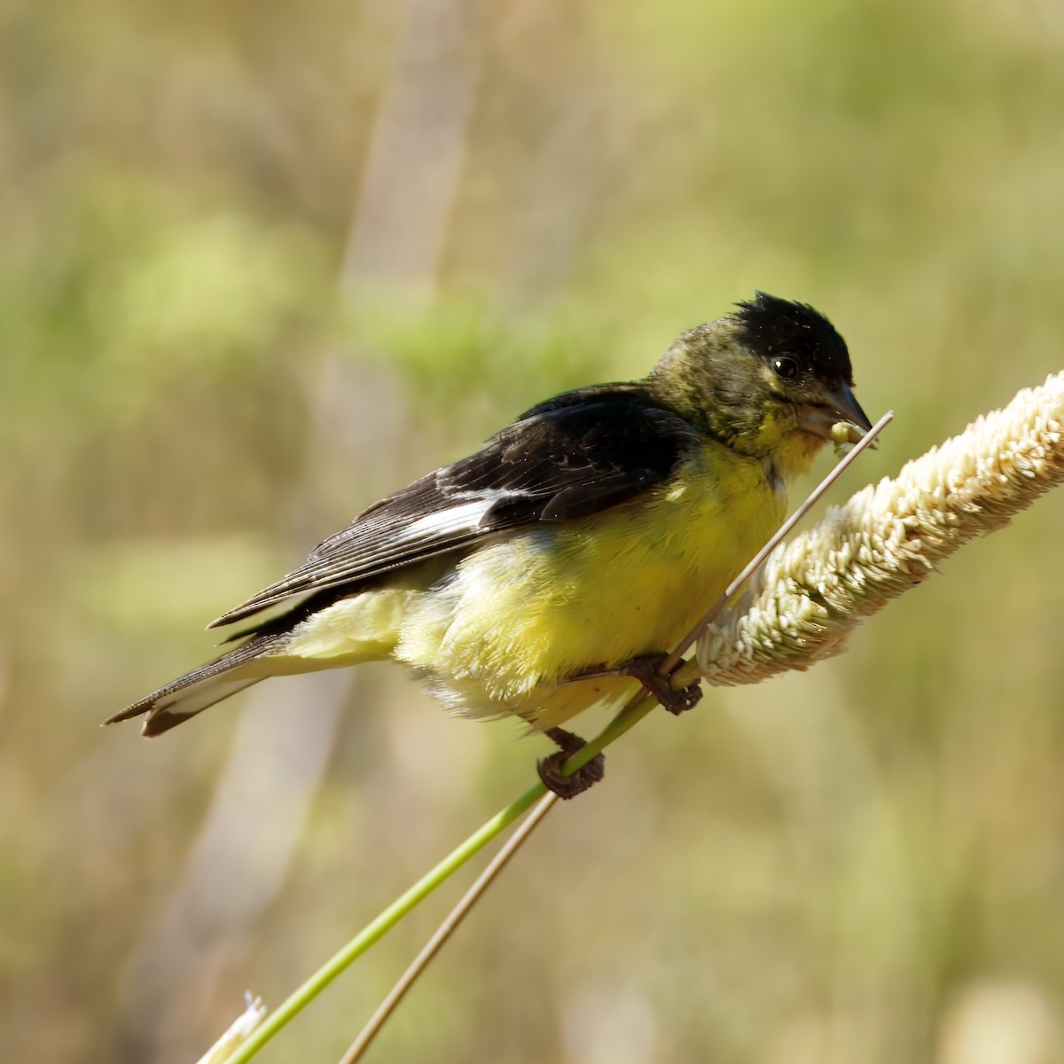 Lesser Goldfinch - ML638186844