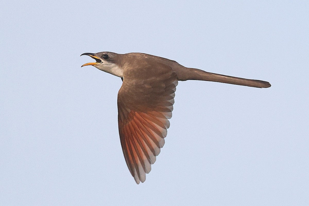 Yellow-billed Cuckoo - ML638186857