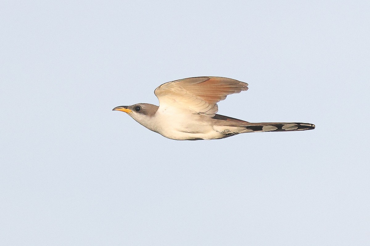 Yellow-billed Cuckoo - ML638186861