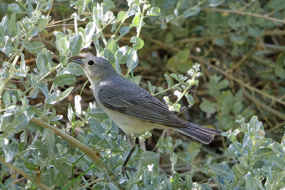 Lucy's Warbler - ML638186862
