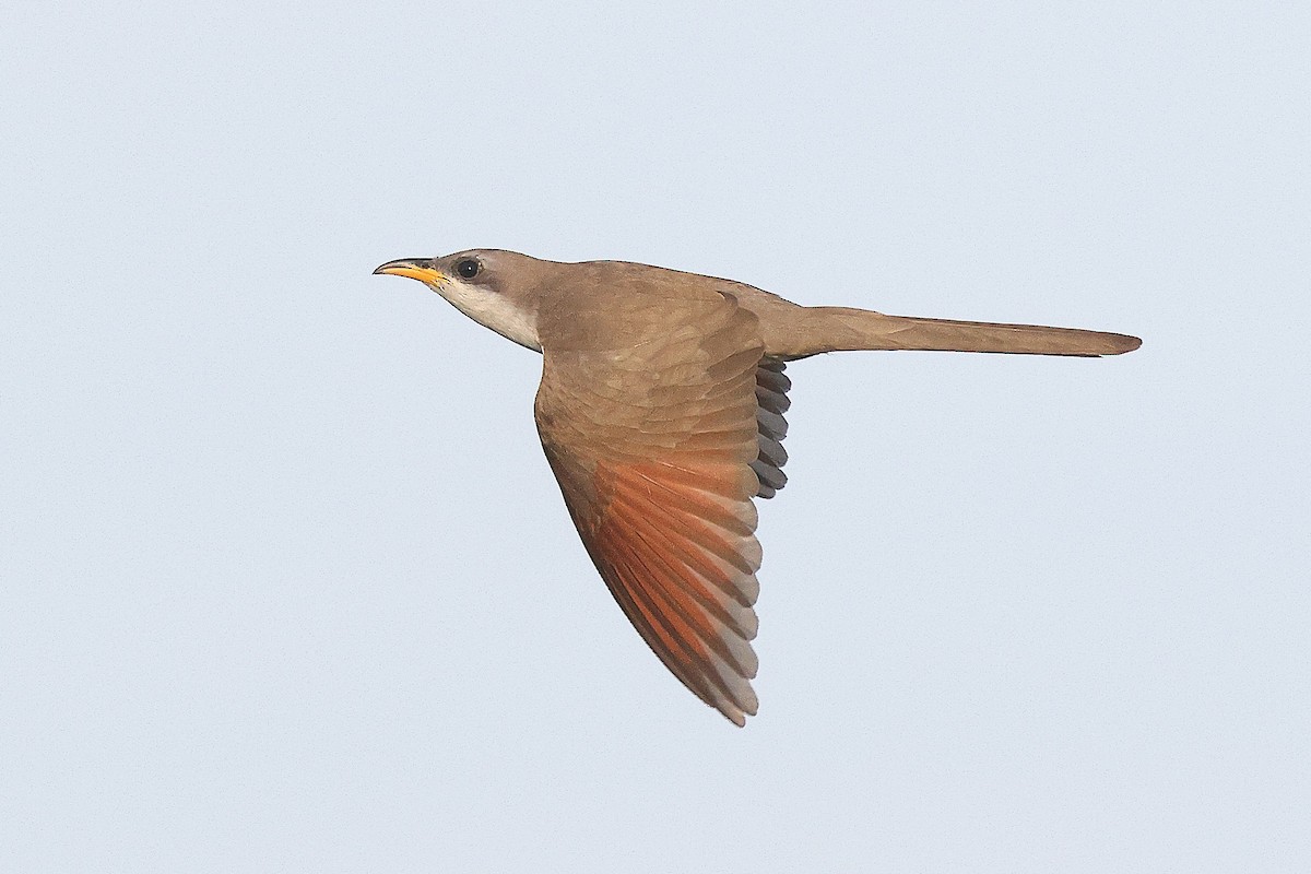 Yellow-billed Cuckoo - ML638186863