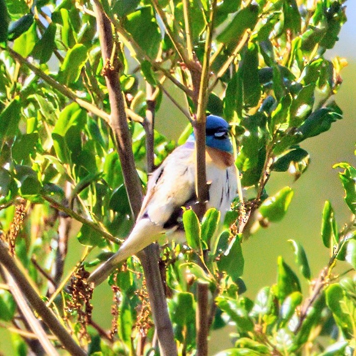 Lazuli Bunting - ML638186865