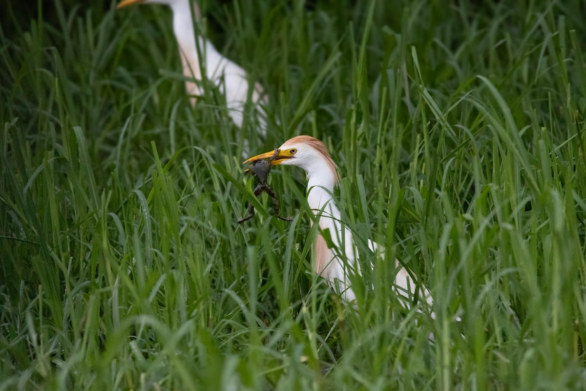 volavka rusohlavá - ML638186869