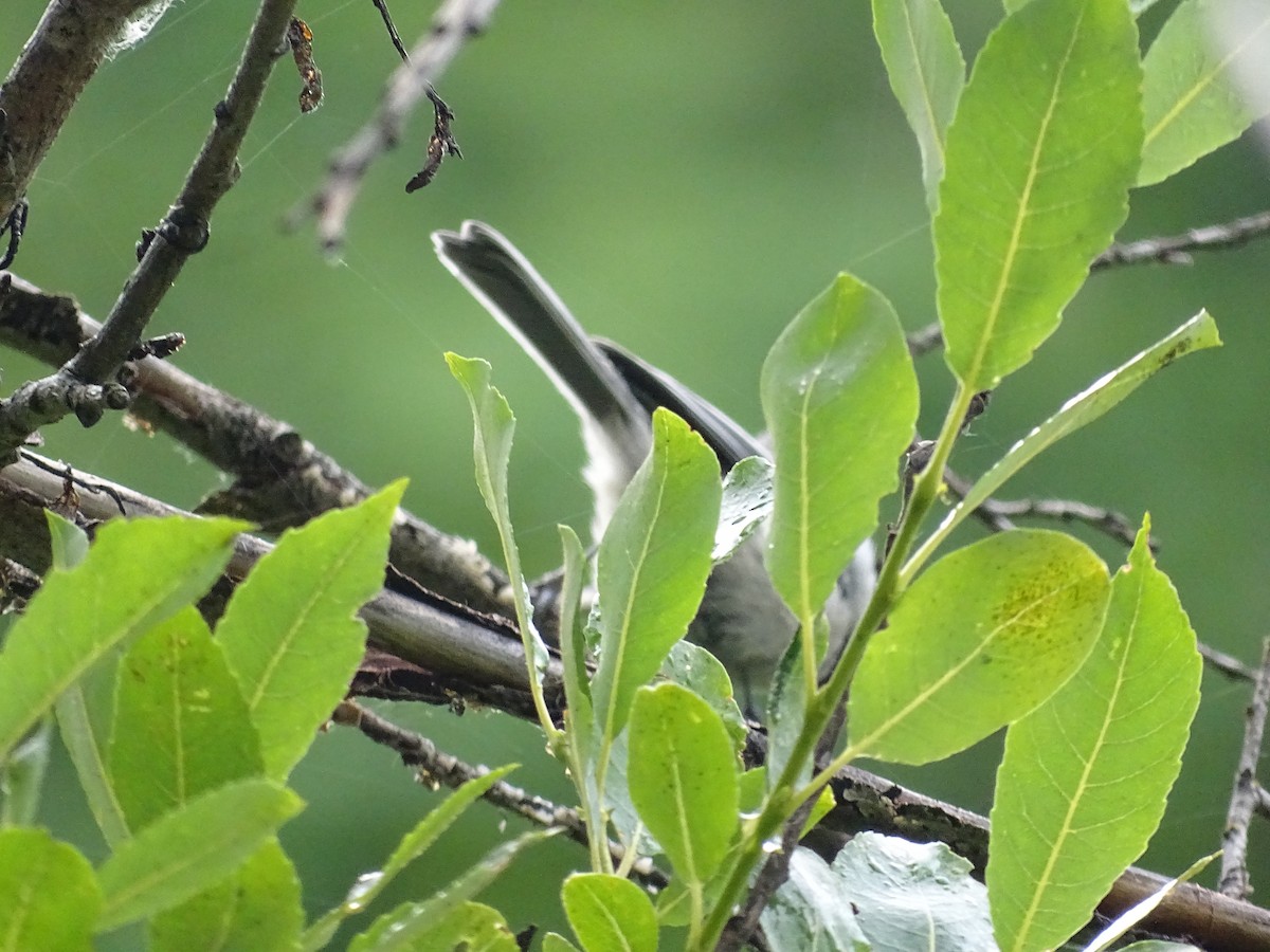Black-capped Chickadee - ML638186870