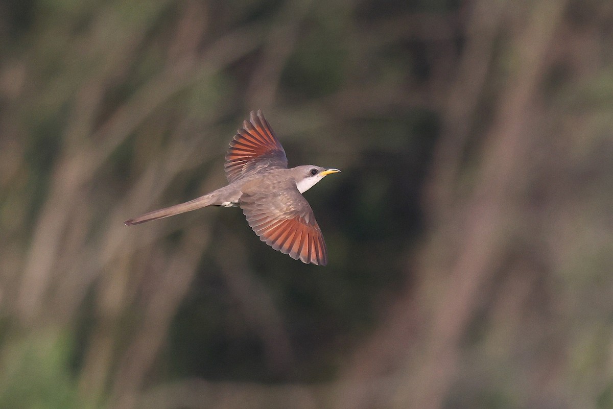 Yellow-billed Cuckoo - ML638186875