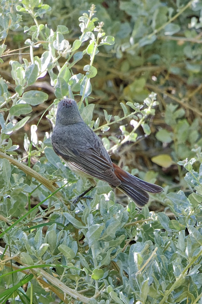 Lucy's Warbler - ML638186883