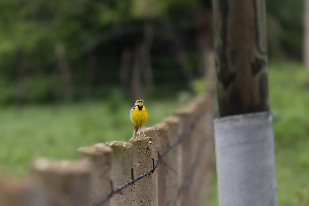 Eastern Meadowlark - ML638186885