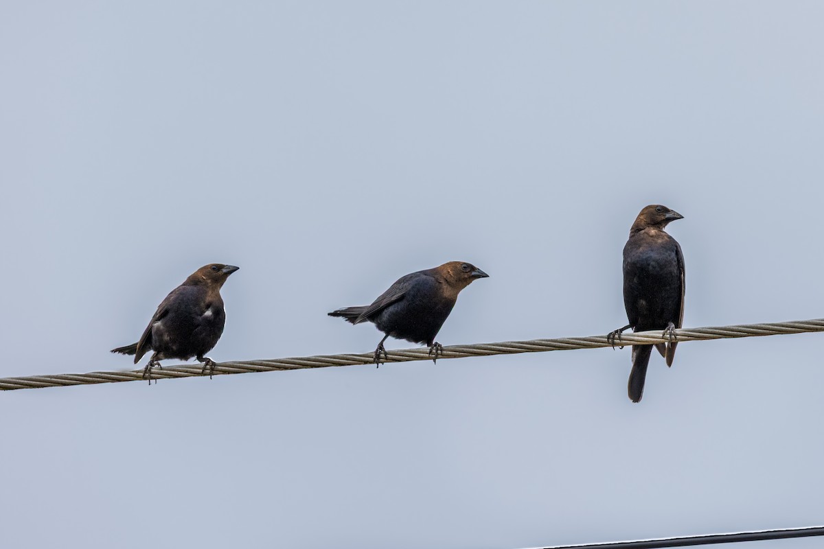 vlhovec hnědohlavý - ML638186888