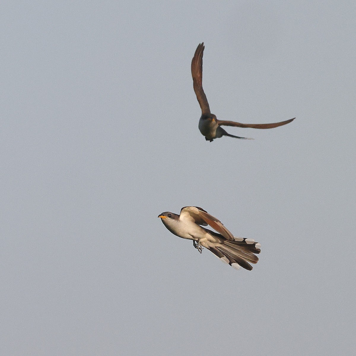 Yellow-billed Cuckoo - ML638186897