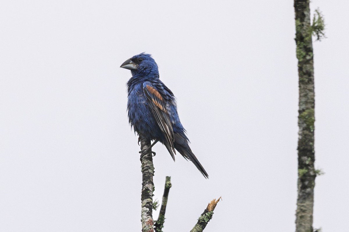 papežík modrý - ML638186900