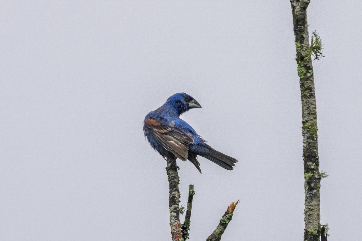 papežík modrý - ML638186901